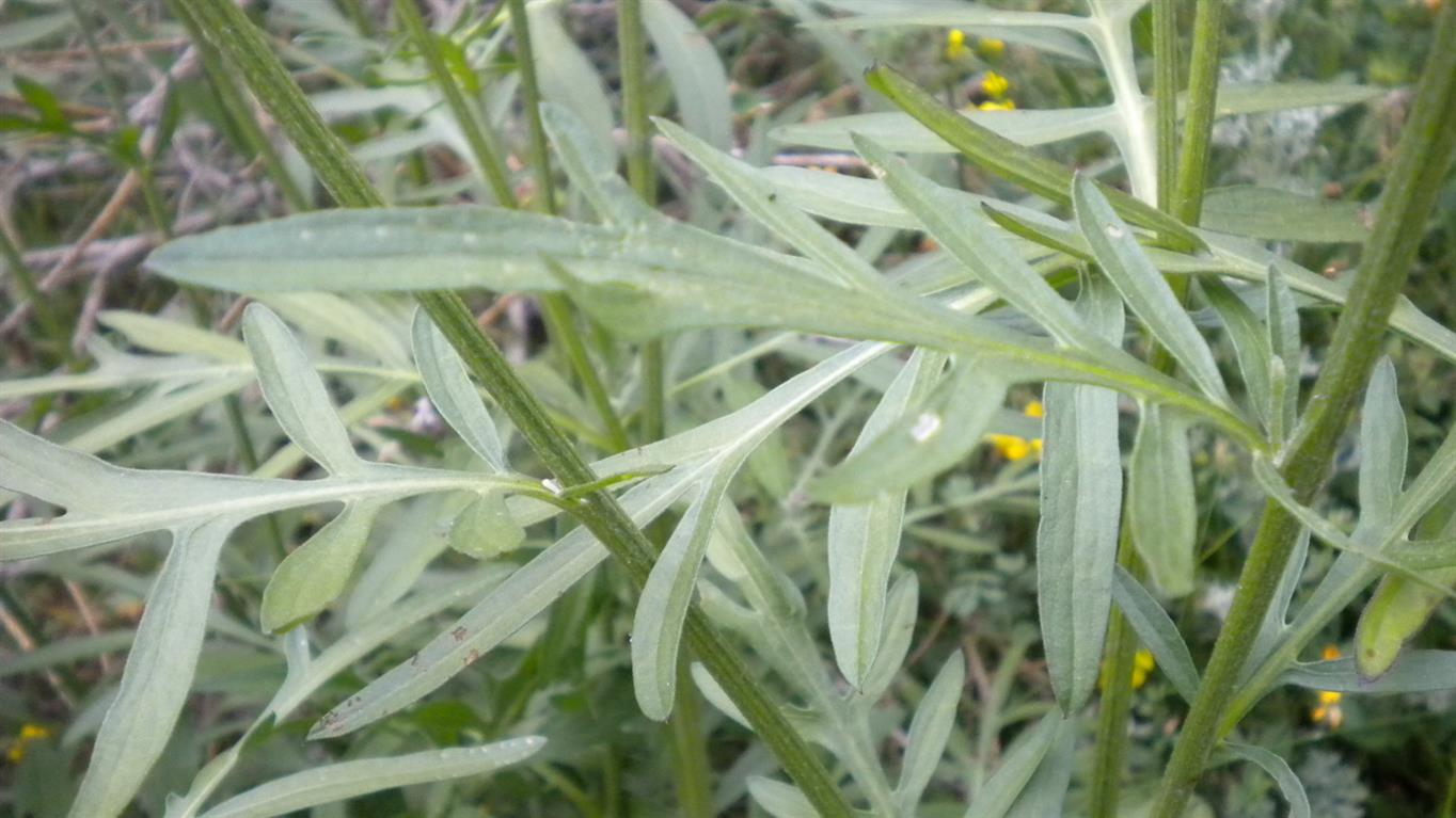 Centaurea scabiosa subsp. alpestris / Fiordaliso alpestre